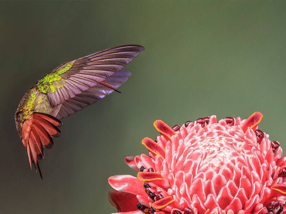 Hummingbirds around flower in Costa Rica